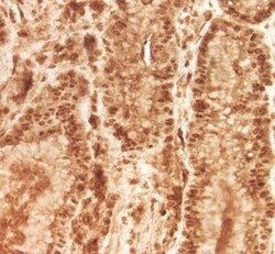 VGLL4 Antibody, Novus Biologicals 0.1 mL | Buy Online | Novus Biologicals | Fisher Scientific